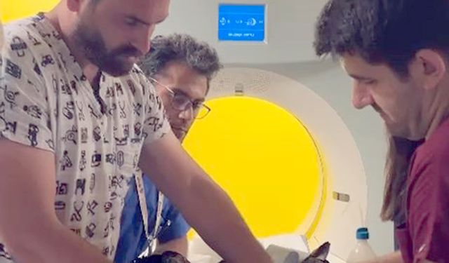 İstanbul- Yaban hayvanları sağlığına kavuşturuluyor