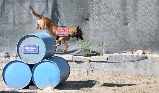 Jandarma köpeği 'Hane', orman yangınlarında kundaklama tespitinde görev yapıyor