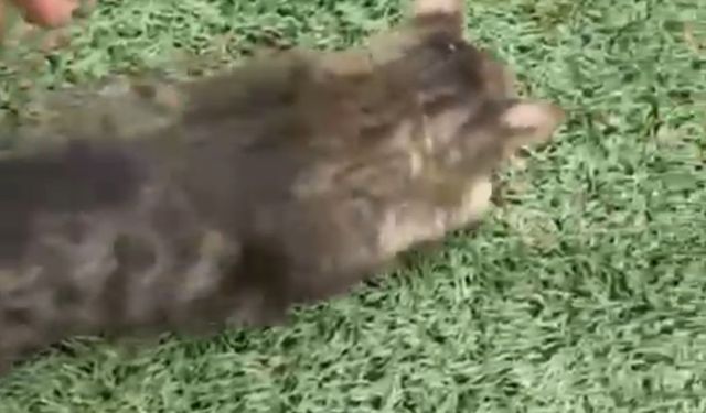 Kale filesine takılan kedi kurtarıldı; o anlar kamerada