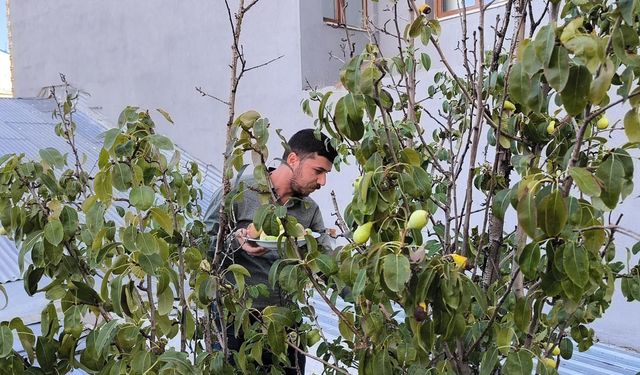 Meyve ağaçları, kafenin ortasında kaldı