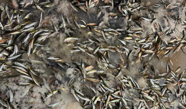 Ordu'da ‘vira bismillah' diyen balıkçılar, sezonun ilk avını gerçekleştirdi