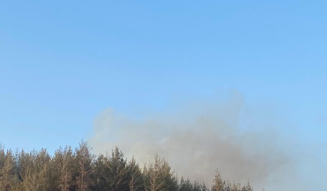 Osmaniye'deki orman yangını 1 saatte söndürüldü