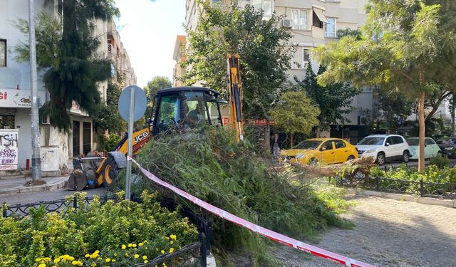 Park halindeki otomobilin üzerine ağaç devrildi