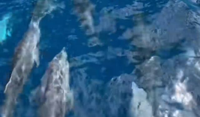 Saros'ta tekneyle yarışan yunus sürüsü kamerada