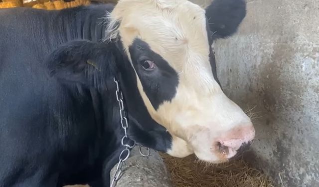 'Sığırlarda görülen üç gün hastalığını önlemenin yolu, sinekle mücadele'