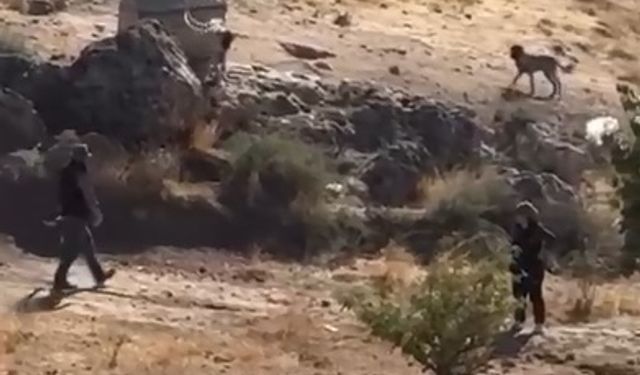 Sivas'ta yavru köpeğe sopalı şiddete gözaltı