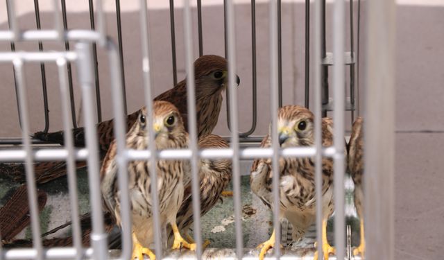 Tedavi ve rehabilitasyonu tamamlanan 27 kuş doğaya salındı