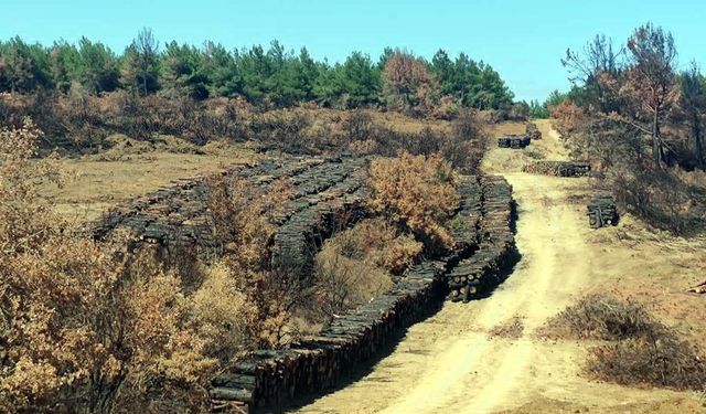 Tekirdağ'da yanan orman temizleniyor, kesilen ağaçlar istifleniyor / Ek fotoğraflar