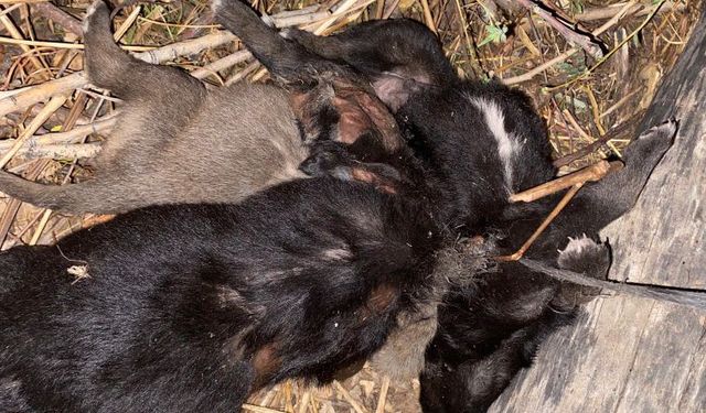 Tokat'ta vahşet; 3 yavru köpek birbirlerine iple bağlanarak boğulmuş halde bulundu