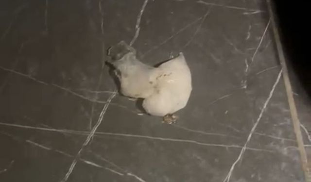 Uyuşturucu şüphelisi kahvehanenin tuvaletinde yakalandı