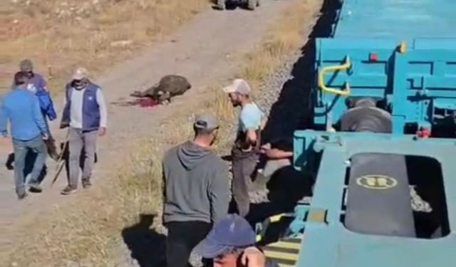 Yük treni büyükbaş sürüsüne çarptı; 5 inek öldü