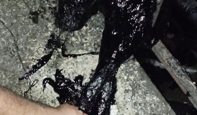 Zift kazanına düşen köpek öldü