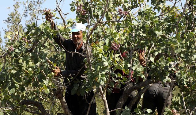 Zirai don ve kuraklık fıstık rekoltesini düşürdü