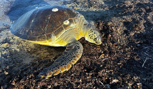 1 metre boyundaki 50 kiloluk caretta kıyıda ölü bulundu
