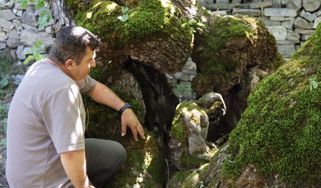 300 yıllık dut ağacında insan silueti