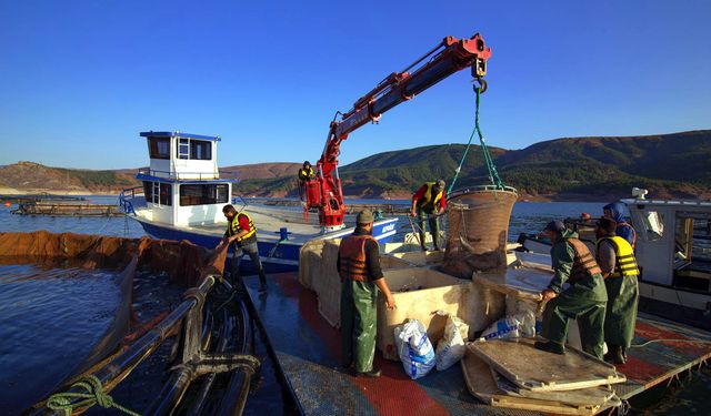 Almus Barajı'nda yetiştirilen alabalık ve somon balığı 5 ülkeye ihraç ediliyor