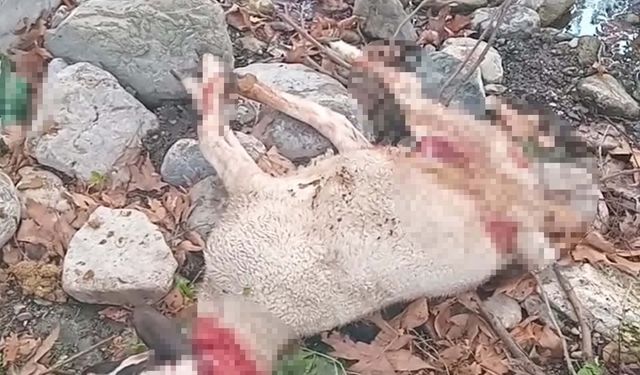 Başıboş köpekler sürüye saldırıp, 3 koyunu öldürdü