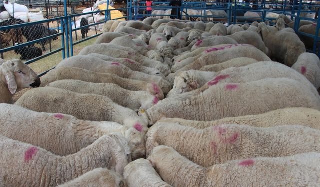 ‘Bilinçsiz ilaç tüketimi hayvanlarınızın canına mal olabilir' / Ek fotoğraflar