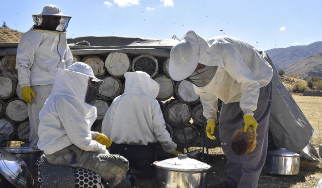 Bitlis'te kara kovan balının hasadı başladı