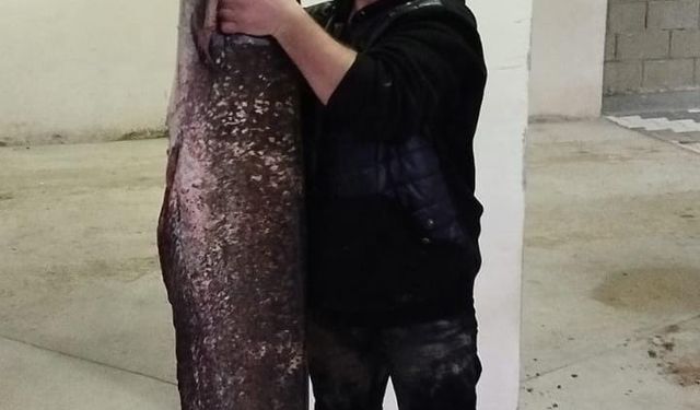 Bursa - Su seviyesi düşen barajda yayın balığı avlıyorlar /Video eklendi