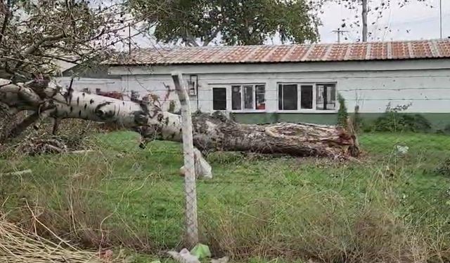 Bursa'da lodos hayatı olumsuz etkiledi; ağaçlar devrildi, çatılar uçtu (3)