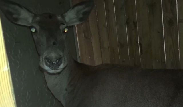 Bursa'da yetiştirilen 3 kızılgeyik doğaya salındı