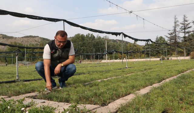 Eskişehir'de yetiştirilen fidanlar, yanan orman alanlarını yeşertecek