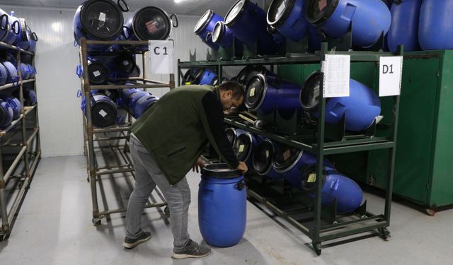 Eskişehir'de yetiştirilen fidanlar, yanan orman alanlarını yeşertecek/Ek fotoğraflar