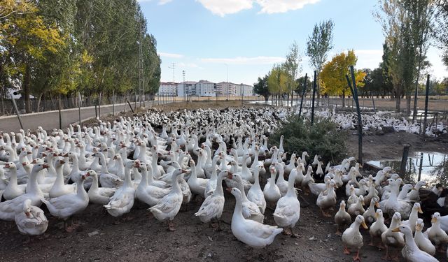 Islık sesiyle yüzlerce kanatlı hayvanı etrafına topluyor