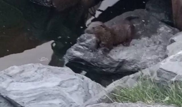 İstanbul- Küçükçekmece'de su samuru görüntülendi