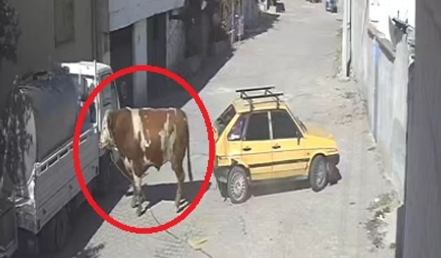 Kaçan boğa, boynuz darbeleriyle park halindeki otomobile zarar verdi