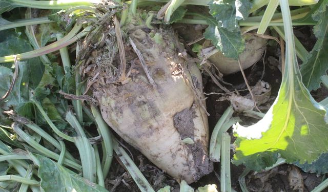 Kayseri'de şeker pancarı hasadı başladı