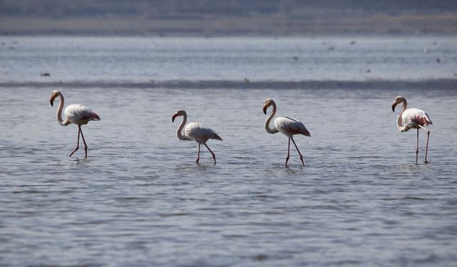Kuruyan gölde, daha önce çekilen kuşların fotoğraflarıyla kuraklığa dikkat çektiler