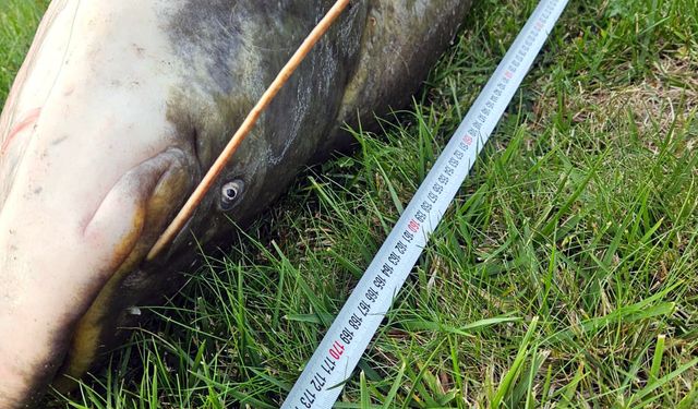 Oltayla 70 kiloluk yayın yakaladı