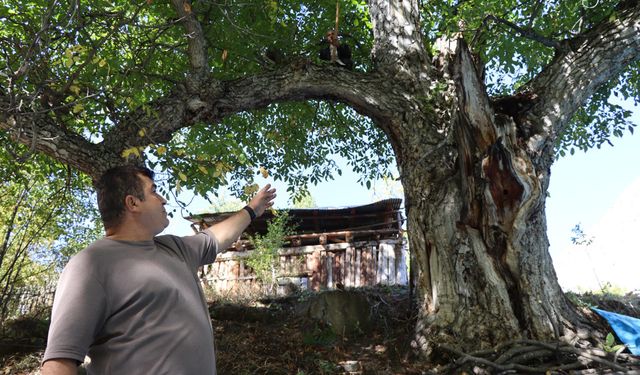 Oltu'daki ceviz ağacının 620 yaşında olduğu tespit edildi