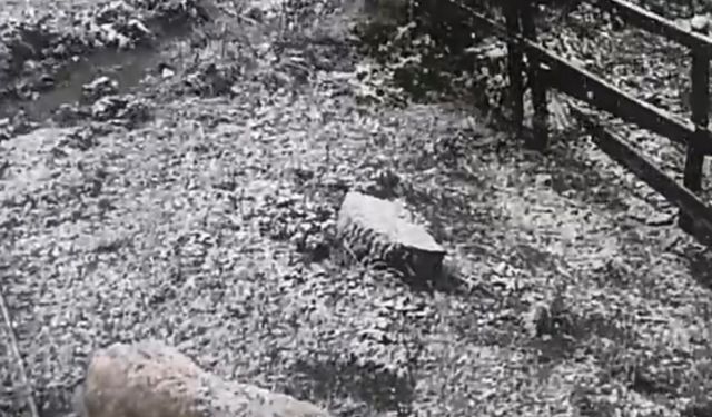 Ordu'nun yüksek kesimleri beyaza büründü