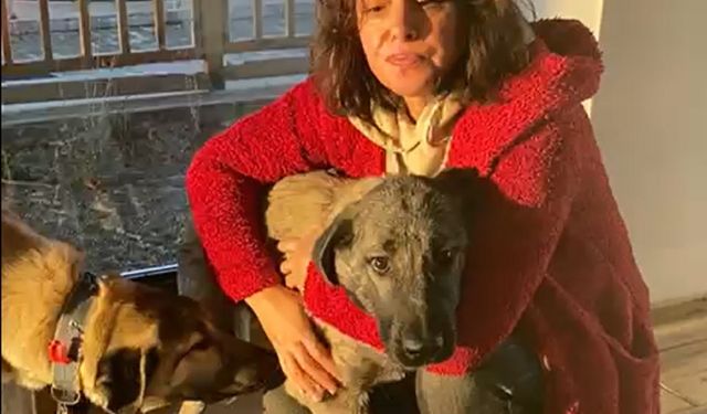 Şiddet uygulayana 6 ay 10 gün hapis cezası verildi, 'Yiğit' adı konulan köpek Bursa'daki barınağa gidecek