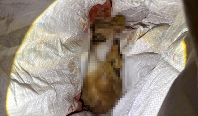 Tekirdağ'da projektörle tavşan avlayan 2 kişi yakalandı