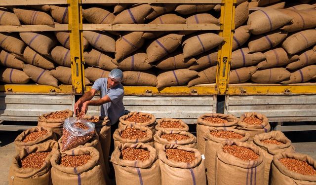 3'lü kıskaçtaki fındıkta düşük rekolteye rağmen hedef rekor ihracat