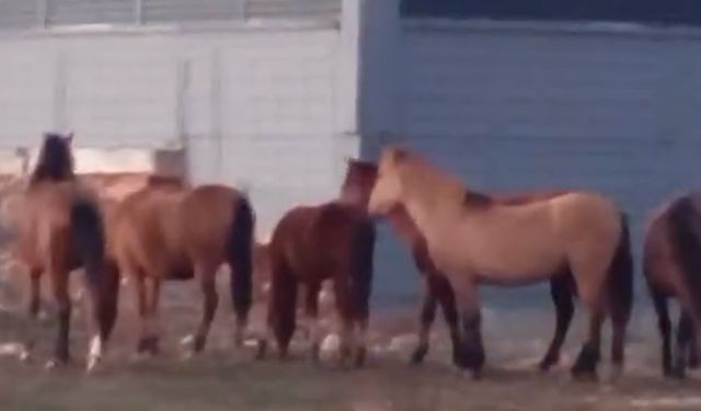 Aç kalan yılkı atları şehir merkezine indi