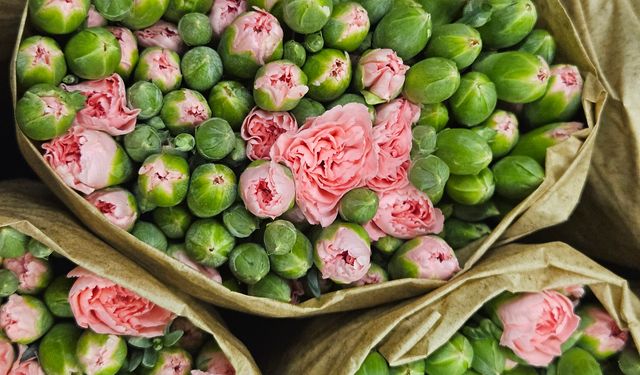 Avrupa ülkelerine 12 milyon dolarlık yılbaşı çiçeği