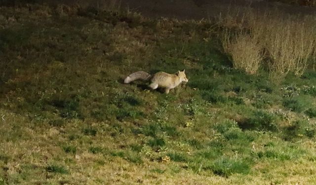 Bitlis'te kent merkezinde yiyecek arayan tilki kamerada