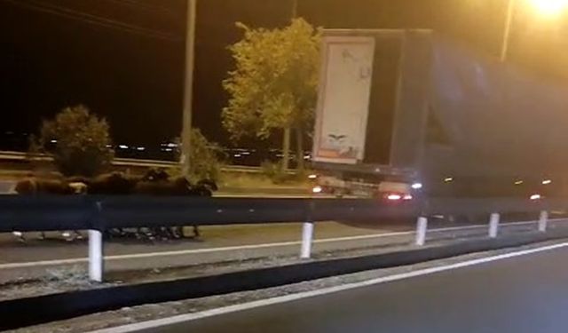 Hareket halindeki TIR'dan koyun çalan 2 şüpheli yakalandı