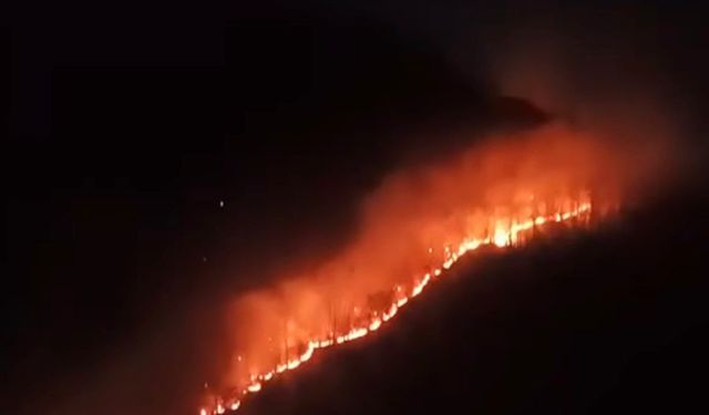 Ordu'da örtü yangını, ormana sıçradı
