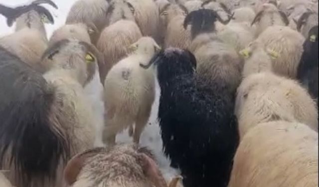 Ordu'da yoğun kar, çobanlara ve sürüye zor anlar yaşattı
