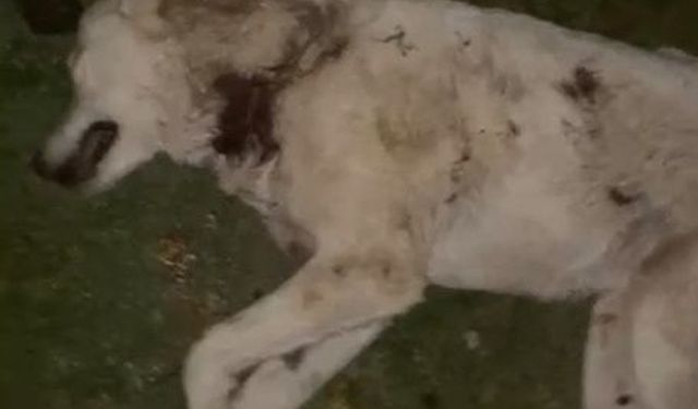 Samsun'da ölü bulunan 9 köpekten alınan doku örnekleri teste gönderildi