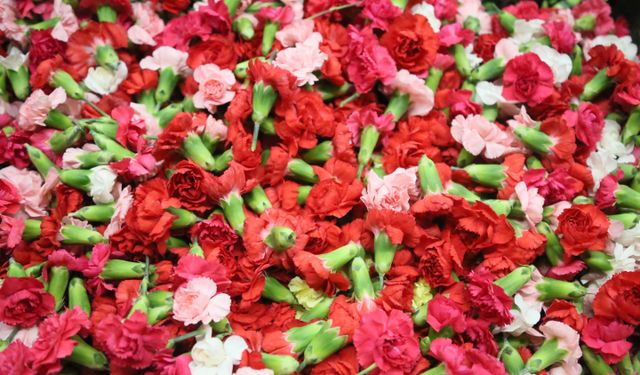 Sirtakide tabak kırmanın yerini alan Türk karanfilinden 3 milyon dolarlık gelir