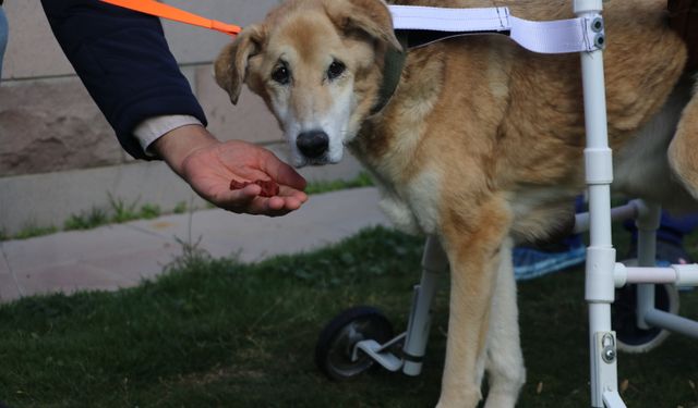 Sitenin köpeği 'Fıstık' için yürüteç