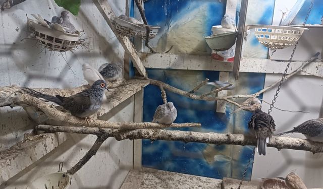 Tekirdağ'da yasa dışı yollarla getirilip üretimi yapılan 7 papağan ve 45 kumru ele geçirildi