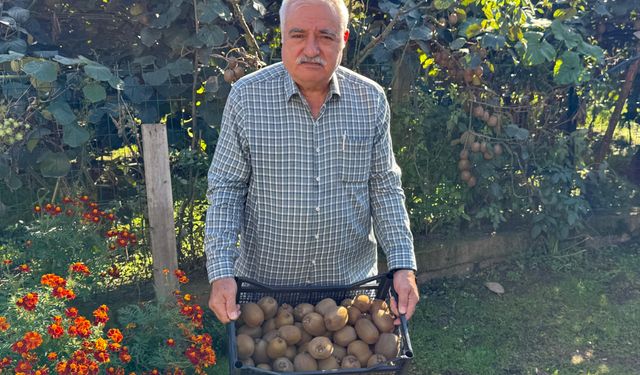 Tescilli Ordu kivisinde hasat sürüyor, 500 milyon TL kazanç hedefleniyor